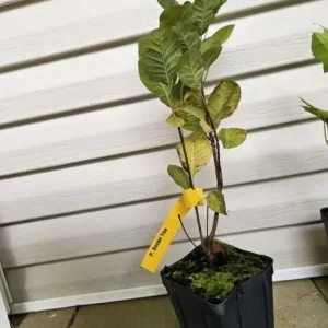 Purple Smoke Tree Live Plant – Cotinus coggygria – 12-18 inch Seedling – Quart Pot – Outdoor Shrub - Image 6