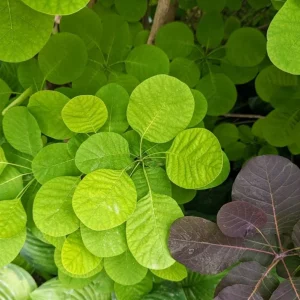 Purple Smoke Tree Live Plant – Cotinus coggygria – 12-18 inch Seedling – Quart Pot – Outdoor Shrub - Image 7