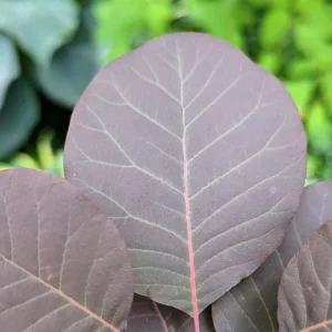 Purple Smoke Tree Live Plant – Cotinus coggygria – 12-18 inch Seedling – Quart Pot – Outdoor Shrub - Image 8