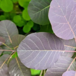 Purple Smoke Tree Live Plant – Cotinus coggygria – 12-18 inch Seedling – Quart Pot – Outdoor Shrub - Image 9