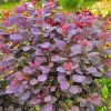 Purple Smoke Tree Live Plant – Cotinus coggygria – 12-18 inch Seedling – Quart Pot – Outdoor Shrub - Image 1