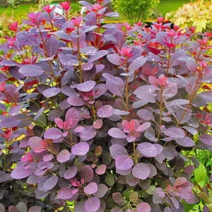 Purple Smoke Tree Live Plant – Cotinus coggygria – 12-18 inch Seedling – Quart Pot – Outdoor Shrub - Image 1