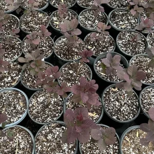 Purple Smoke Tree Live Plant – Cotinus coggygria – 6-12 inch Bush Shrub - Image 2