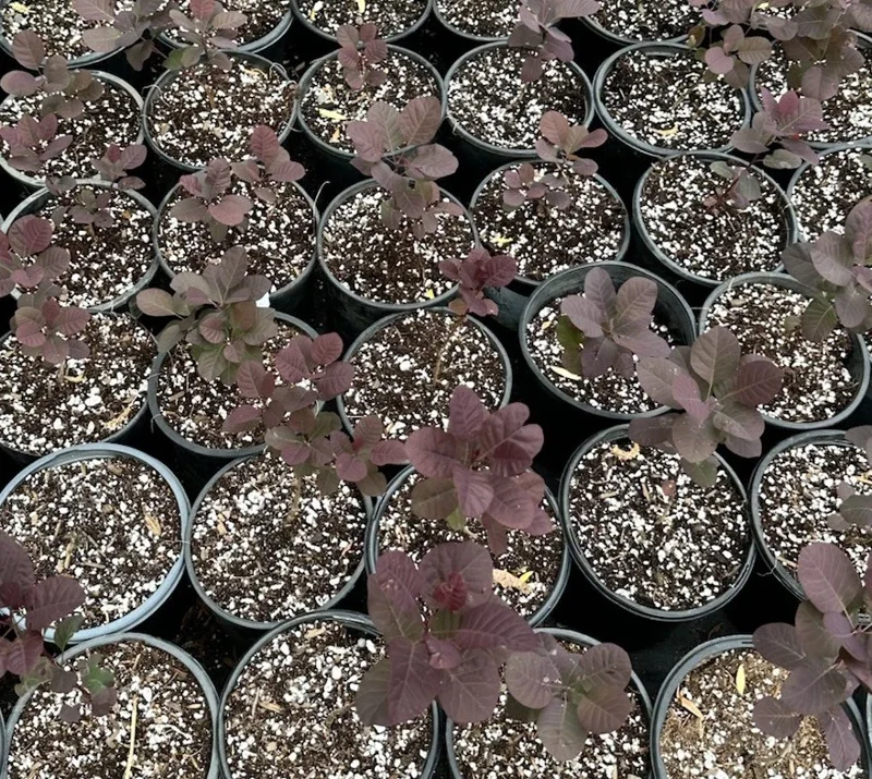 Purple Smoke Tree Live Plant – Cotinus coggygria – 6-12 inch Bush Shrub - Image 2