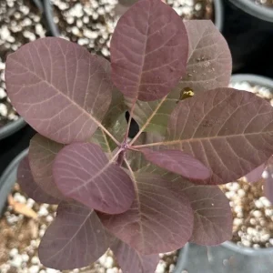 Purple Smoke Tree Live Plant – Cotinus coggygria – 6-12 inch Bush Shrub - Image 1