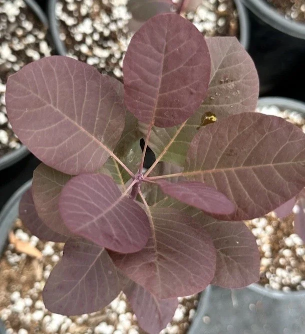 Purple Smoke Tree Live Plant – Cotinus coggygria – 6-12 inch Bush Shrub - Image 1