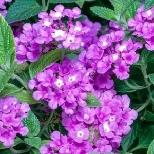 Purple Trailing Lantana Live Plant – 1 Gallon Pot – Outdoor Shrub - Image 2