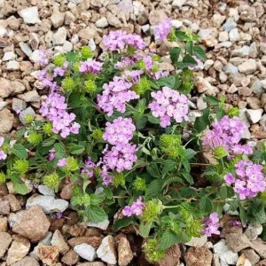 Purple Trailing Lantana Live Plant – 1 Gallon Pot – Outdoor Shrub - Image 1