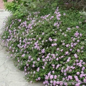 Purple Trailing Lantana Live Plant – 4in Pot – Outdoor Flowering Shrub - Image 3