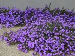 Purple Trailing Lantana Live Plant – 4in Pot – Outdoor Flowering Shrub - Image 4