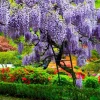 Purple Wisteria Vine Live Plant – Hardy Climber in 2.5" Pot (6-12" Tall) - Image 1