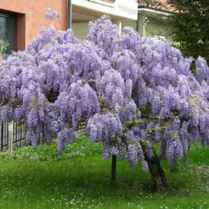 Purple Wisteria Vine Live Plant – Hardy Climber in 2.5