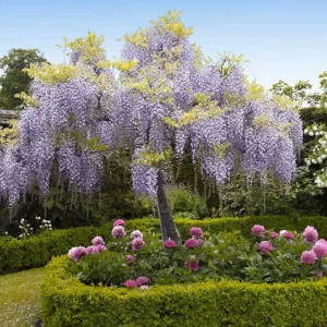 Purple Wisteria Vine Live Plant – Hardy Climber in 2.5