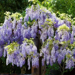 Purple Wisteria Vine Live Plant – Hardy Climber in 2.5