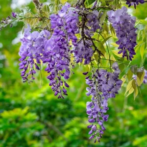 Purple Wisteria Vine Live Plant – Hardy Climber in 2.5