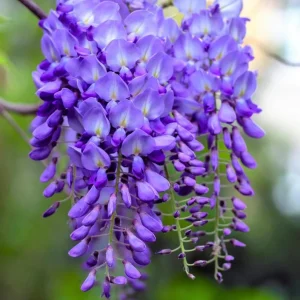 Purple Wisteria Vine Live Plant – Hardy Climber in 2.5