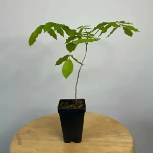 Purple Wisteria Vine Live Plant – Hardy Climber in 2.5