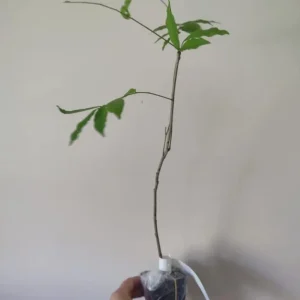 Purple Wisteria Vine Live Plant – Hardy Climber in 2.5