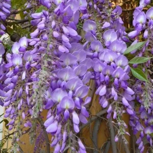 Purple Wisteria Vine Live Plant – Hardy Climber in 2.5