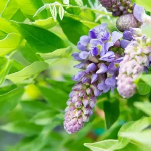 Purple Wisteria Vine Live Plant – Hardy Climber in 2.5