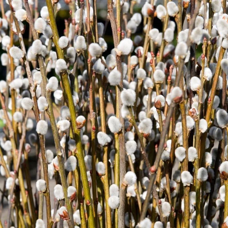 Pussy Willow Live Plant - Salix discolor - Outdoor Shrub - 2.5 Inch Pot - Image 2