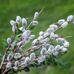 Pussy Willow Live Plant - Salix discolor - Outdoor Shrub - 2.5 Inch Pot - Image 3