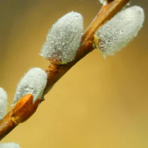 Pussy Willow Live Plant - Salix discolor - Outdoor Shrub - 2.5 Inch Pot - Image 4