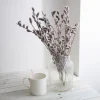 Pussy Willow Live Plant - Salix discolor - Outdoor Shrub - 2.5 Inch Pot - Image 1