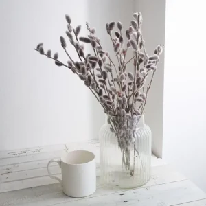 Pussy Willow Live Plant - Salix discolor - Outdoor Shrub - 2.5 Inch Pot - Image 1