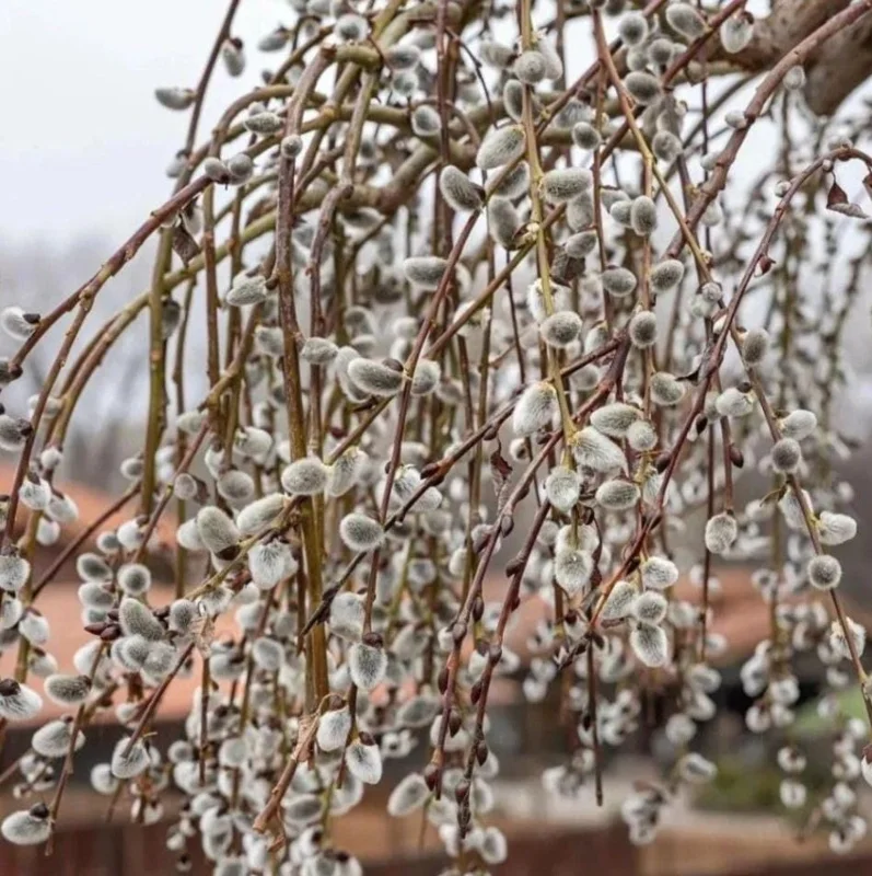 Pussy Willow Live Plant - Salix discolor - Outdoor Shrub - 2.5 Inch Pot - Image 5