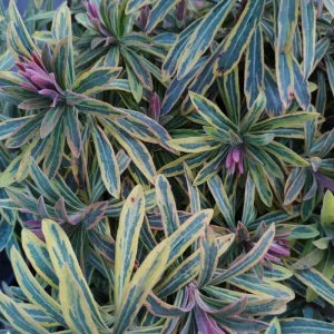 Rainbow Euphorbia Live Plant – Variegated Foliage for Patio & Garden - Image 2
