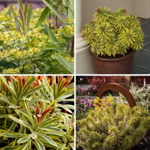 Rainbow Euphorbia Live Plant – Variegated Foliage for Patio & Garden - Image 3