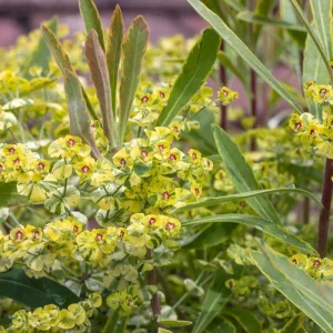 Rainbow Euphorbia Live Plant – Variegated Foliage for Patio & Garden - Image 4