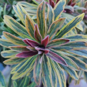 Rainbow Euphorbia Live Plant – Variegated Foliage for Patio & Garden - Image 5