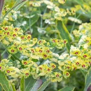 Rainbow Euphorbia Live Plant – Variegated Foliage for Patio & Garden - Image 6