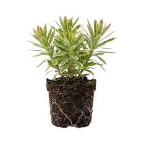 Rainbow Euphorbia Live Plant – Variegated Foliage for Patio & Garden - Image 1
