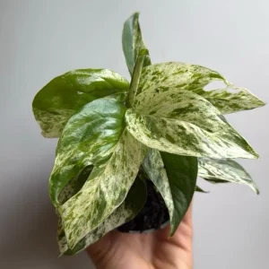 Rare Epipremnum Pinnatum 'Marble Flame' Variegated Pothos Live Plant – 4 inch Pot – Easy Care Indoor - Image 2