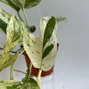 Rare Epipremnum Pinnatum 'Marble Flame' Variegated Pothos Live Plant – 4 inch Pot – Easy Care Indoor - Image 3