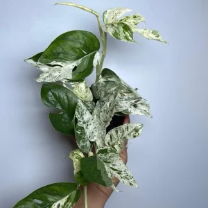 Rare Epipremnum Pinnatum 'Marble Flame' Variegated Pothos Live Plant – 4 inch Pot – Easy Care Indoor - Image 4