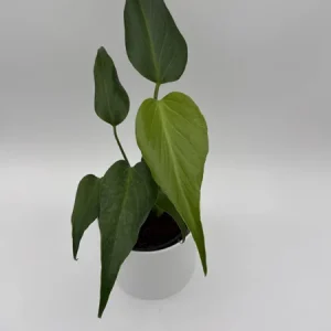Rare Monstera Burle Marx Flame Live Plant – 6 inch Pot – Indoor Exotic Aroid - Image 2