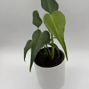 Rare Monstera Burle Marx Flame Live Plant – 6 inch Pot – Indoor Exotic Aroid - Image 3