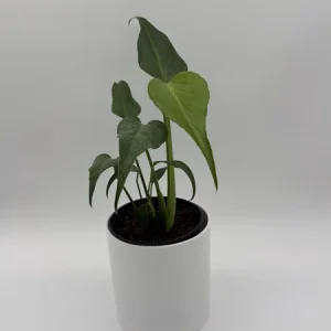 Rare Monstera Burle Marx Flame Live Plant – 6 inch Pot – Indoor Exotic Aroid - Image 4