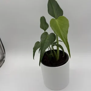 Rare Monstera Burle Marx Flame Live Plant – 6 inch Pot – Indoor Exotic Aroid - Image 5