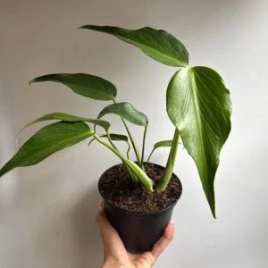 Rare Monstera Burle Marx Flame Live Plant – 6 inch Pot – Indoor Exotic Aroid - Image 6