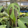 Rare Monstera Burle Marx Flame Live Plant – 6 inch Pot – Indoor Exotic Aroid - Image 1