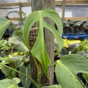 Rare Monstera Burle Marx Flame Live Plant – 6 inch Pot – Indoor Exotic Aroid - Image 1