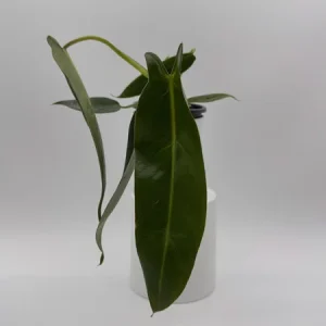 Rare Philodendron Spiritus Sancti Live Plant – 4 inch Pot – Exotic Indoor Plant - Image 2