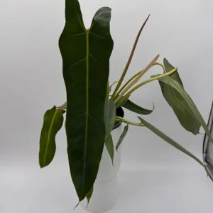 Rare Philodendron Spiritus Sancti Live Plant – 4 inch Pot – Exotic Indoor Plant - Image 3