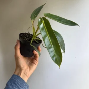 Rare Philodendron Spiritus Sancti Live Plant – 4 inch Pot – Exotic Indoor Plant - Image 4