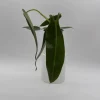 Rare Philodendron Spiritus Sancti Live Plant – 4 inch Pot – Exotic Indoor Plant - Image 1